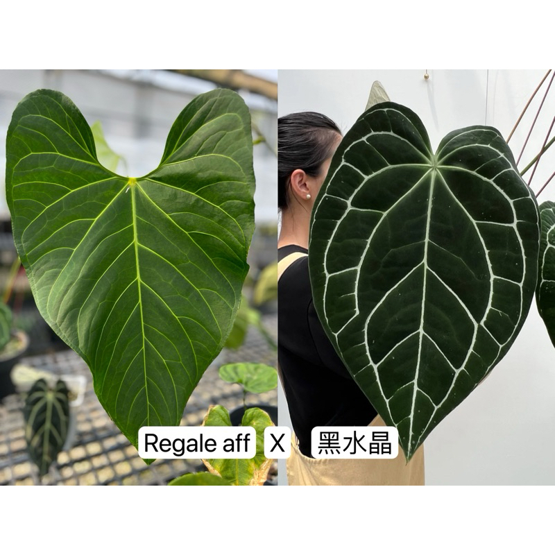 Regale aff x 黑水晶｜Anthurium｜雨林植物｜觀葉植物