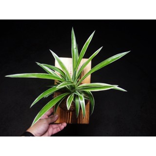 柯比植物 吊蘭 觀葉植物 上板 實木松木板 已上板好直接可掛牆