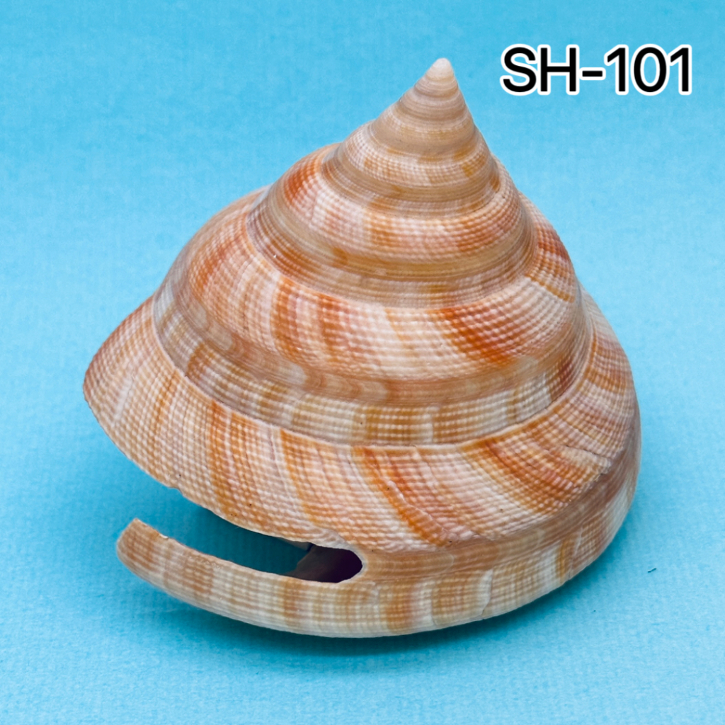 SH-101 紅翁戎螺 長約8公分 品相極佳 顏色鮮豔 蒐藏 活化石