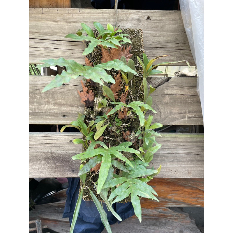 槲蕨+抱樹石葦/蛇木板/蕨類植物