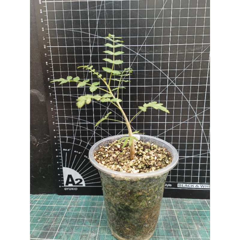 尼哥乳香木(Boswellia neglecta)實生苗