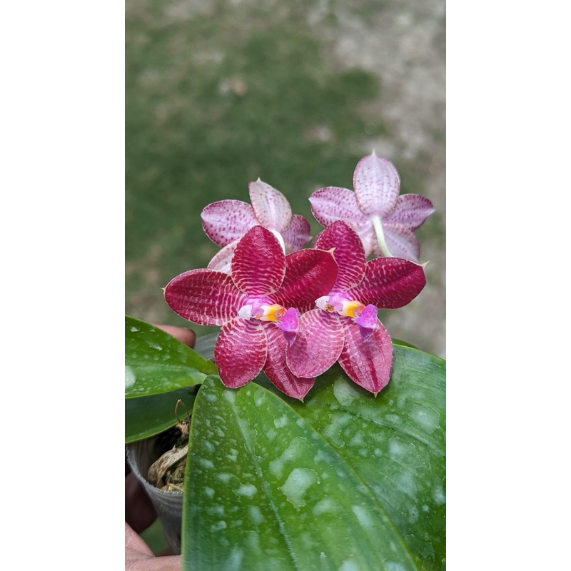 🌸八色鳥蘭園🌸蘭花品種:續花香蝴蝶蘭