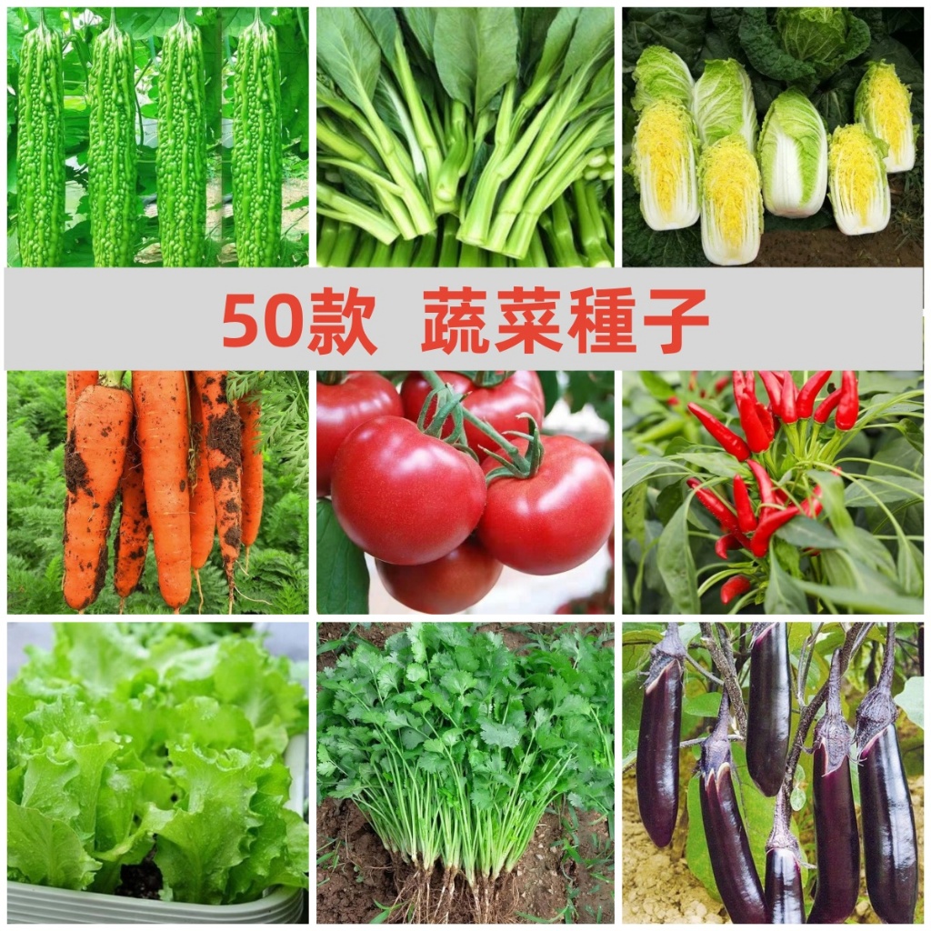【五十款傢庭蔬菜種子】 五十天可生長可多次採摘  庭院蔬菜種子雞毛菜 番茄 菜心上海青 空心菜 白菜 花椰菜 四季豆