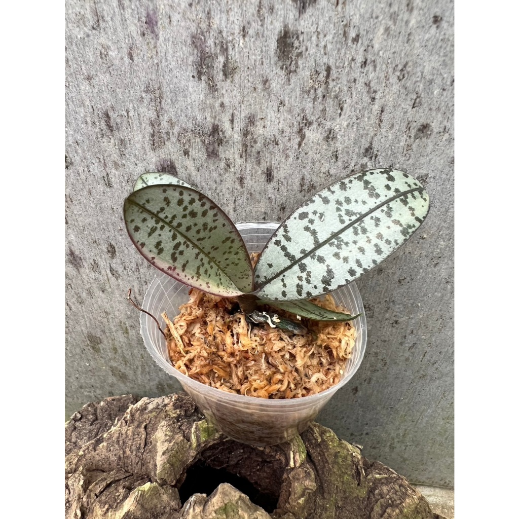 噢葉design  "銀葉schilleriana" 蘭花、塊根植物、圓葉花燭、蔓綠絨、鹿角蕨