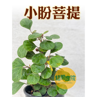 綠果庭院-花卉苗木 小盼菩提 巨美株 Ficus diversifolia 金背異葉圓葉榕 圓葉金錢榕 室內超耐陰好物