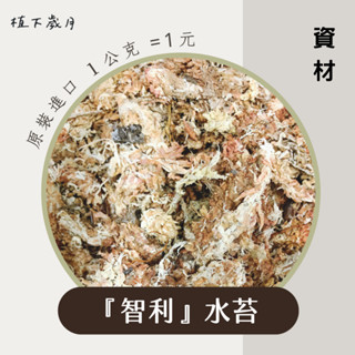 【植下歲月】智利水苔 ｜100g、500g |鹿角蕨水苔 蘭花水草 蕨類 苔球植物｜上板資材 高品質過篩