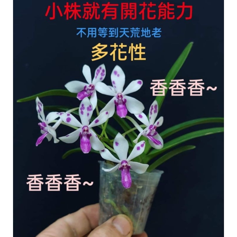【蘭蕨雨林】Vandachostylis Pinky，日本風蘭 x 狐狸尾蘭，小株就有開花能力，大成株要千元，很香。

