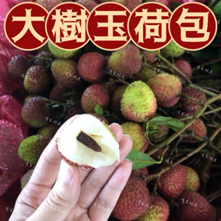 含運🚀 大樹玉荷包 黑葉荔枝 桂味荔枝 龍眼 糯米荔枝竹葉黑荔枝大樹玉荷包荔枝老叢龍眼