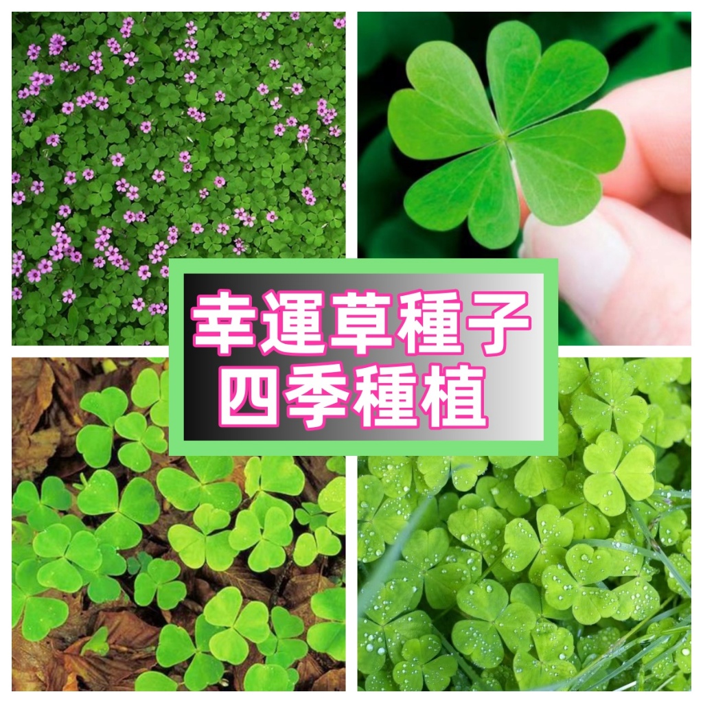 🍀幸運草種子🍀三葉草 四葉草 多年生開花不斷新手推薦家庭園藝花卉種子 四季種植 幸運草種子