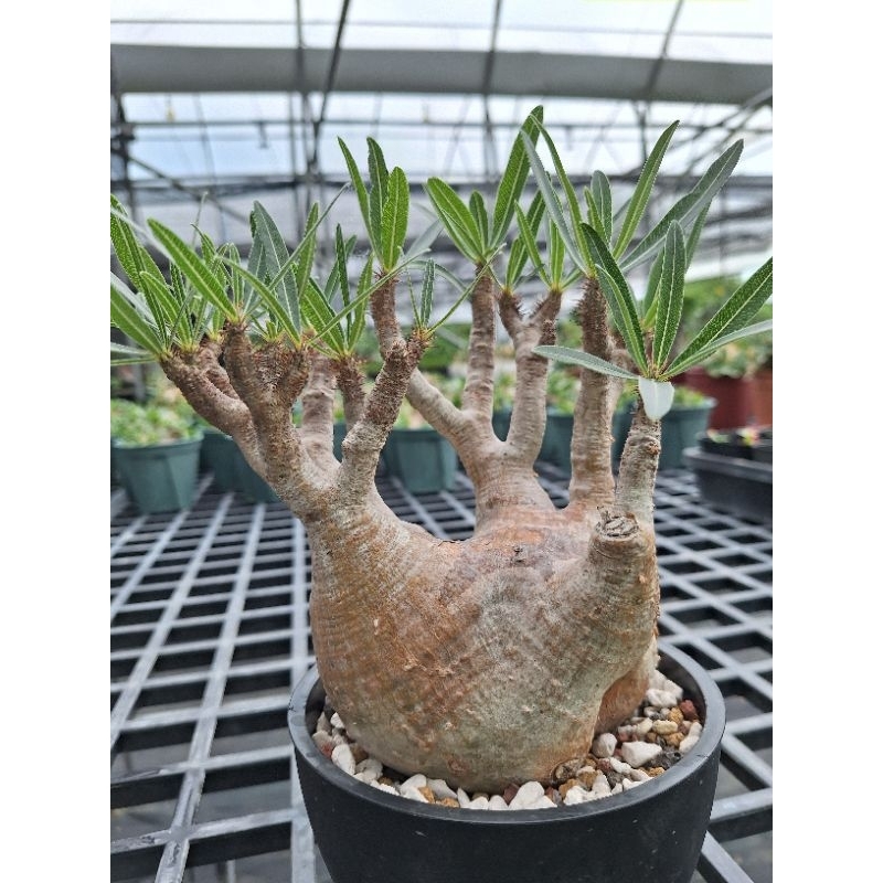 象牙宮（ Pachypodium gracilius）種子10顆