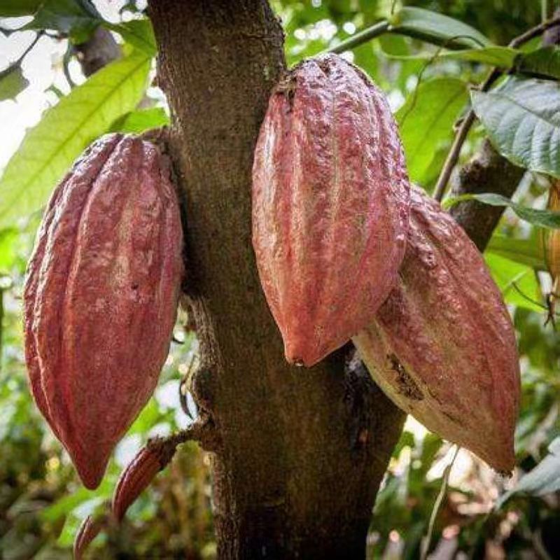 🍁可可果種子💖咖啡樹種子 巧克力果種子 種籽 盆栽地栽水果種子 濃香型果子種子 庭院陽台農田山地種 咖啡豆種子