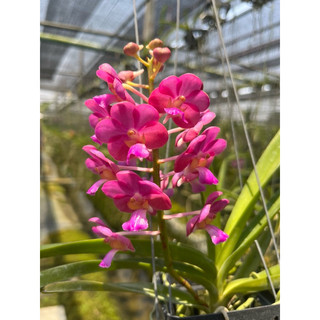 《總柴花園》狐狸x千代Rhynchorides bangkok sunset x Ascda.wilas