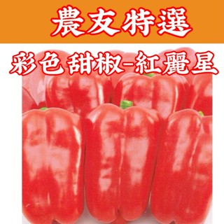 彩色甜椒【農友種苗】農友種苗 彩色甜椒-紅麗星(特選種子) 蔬菜種子 每包約10粒 保證新鮮種子