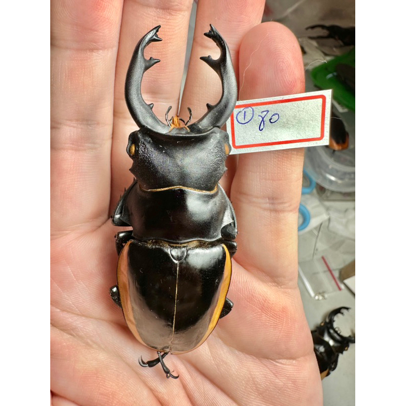 Odontolabis 標本的價格推薦- 2025年11月| 比價比個夠BigGo