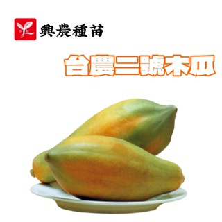 木瓜 (臺農二號) 【興農種苗】臺農二號木瓜種子 木瓜種子 第一代交配 瓜果類原包裝種子 每包約15粒 新鮮種子