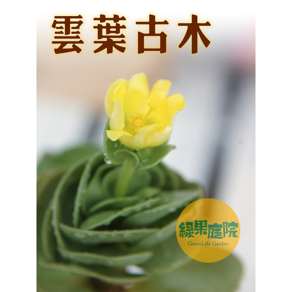 綠果庭院-多肉植物 雲葉古木 雲葉聚財 圓貝古木 雲葉古木錦 斑葉雲葉古木 3吋盆 馬齒莧科