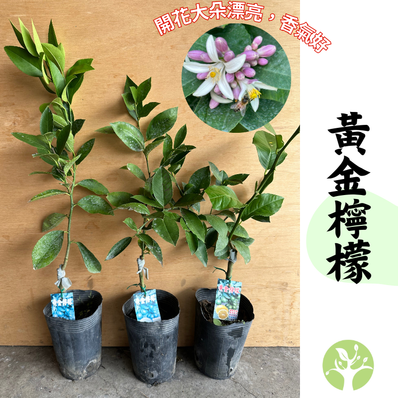 ［農夫世家］黃金檸檬 嫁接苗 結果速度快 幾乎無籽 成熟果皮果肉金黃色 帶有柚子清新香氣 香檸 萊姆 果樹 苗 柑橘苗