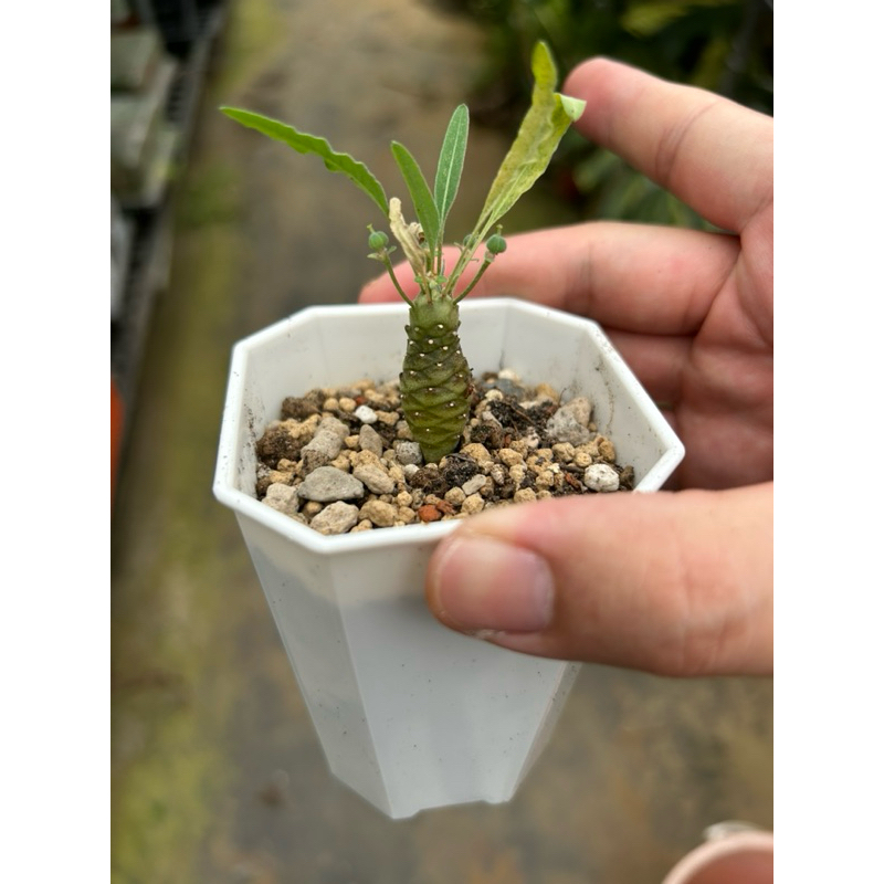 @*y様 新鮮 Euphorbia hadramautica 種子 10粒 euphorbia hadramautica的價格推薦- 2025年9月| 比價比個夠BigGo 新鮮