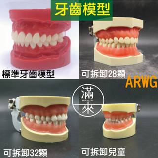 可開發票 多款式 可拆卸 標準牙齒模型 牙練習模型 學生練習模型 兒童 28顆 32顆 可拆卸牙齒模型 客滿來ARWG