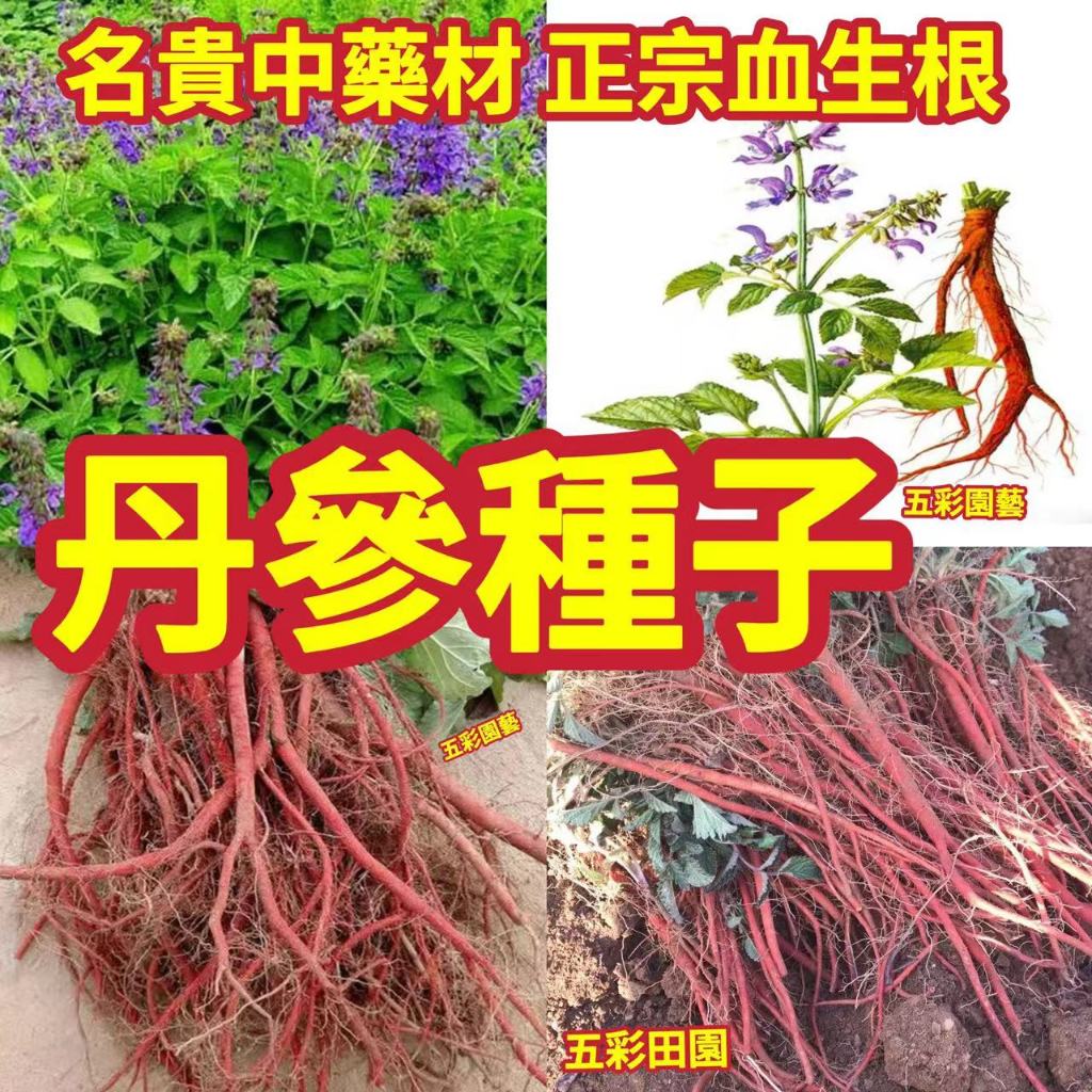 免運 開發票 收據🔥【丹參種子】正宗丹參種子 血生根種子 紫花丹參 紅花丹參 四季種植 藥材種子 名貴中藥材 種子包發芽