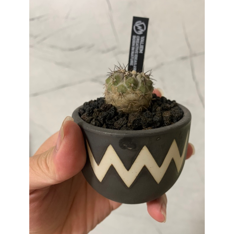 實生孤龍丸 微出蠟 穩根 龍爪屬