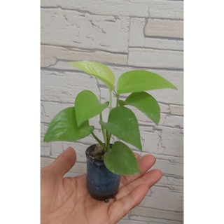 【四季園手作】迷你黃金葛/1.3吋/綠化植物/室內植物/室外植物/觀葉植物/發財樹/富貴樹/室內盆栽/室外盆栽