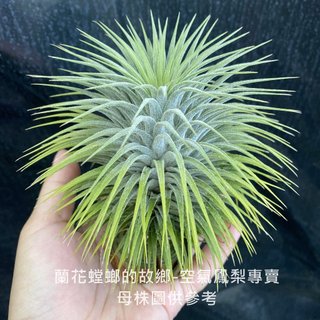 雪球小精靈(國際) T. ionantha Snowball 空氣鳳梨