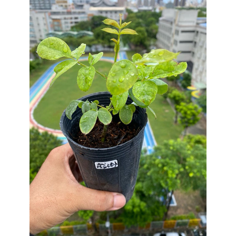 現貨玫瑰花🌹-覆盆子香草蛋糕（Framboise Vanille）法國🇫🇷產出、蔓玫、無刺