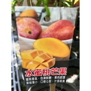 水蜜桃 芒果🥭｜4吋苗植袋～嫁接果樹苖木⋯