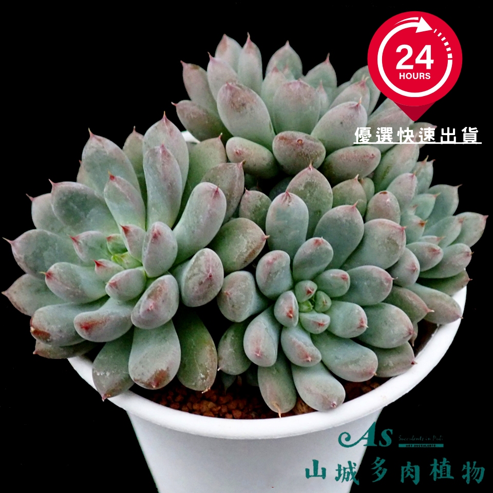 🔥滿額免運費🔥安東尼皇后 多肉植物 多肉盆栽 療癒多肉 IG網美植栽 居家藝術植栽 小品多肉 AS山城多肉植物