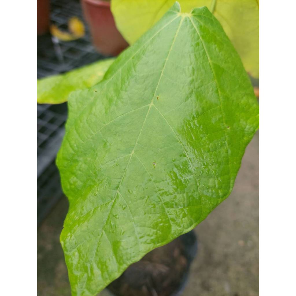 榴槤可可 實生苗 黑軟袋 奶香榴槤味
