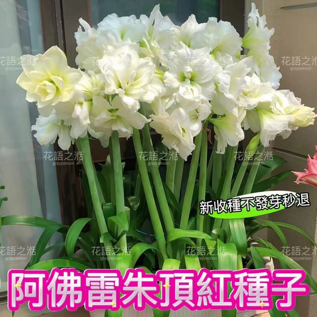 阿佛雷朱頂紅種子  花王阿佛雷品種首選  孤挺花品種阿佛雷種 花佼佼者 蝦皮熱量花卉種子進店首選 新采收種 不發芽秒退