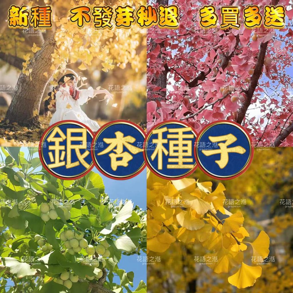 銀杏種子  長壽公孫樹 綠化樹種子白果銀杏樹種子金葉火紅銀杏種籽 室內盆栽綠植 室外綠化 多買多送 不發芽秒退