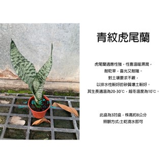 心栽花坊-青紋虎尾蘭/超取易折損/綠皮虎皮蘭/3吋/觀葉植物/室內植物/淨化空氣/多肉植物/售價70特價60
