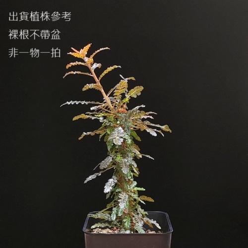 索娜乳香~B. socotrana X nana~(裸根阡插苗，一年以上穩根高10cm+，冬天落葉，可能有修剪)