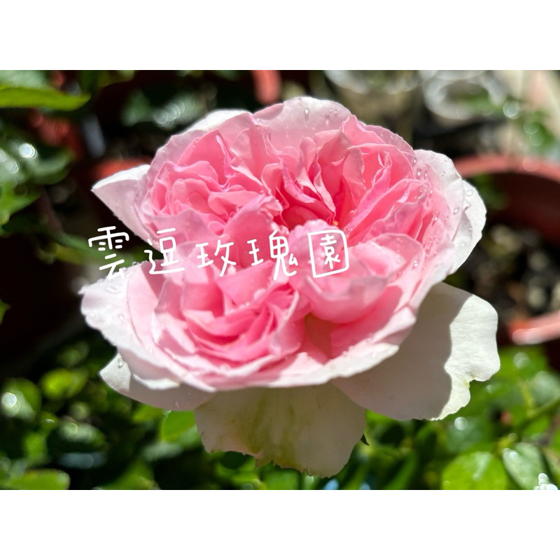 玫瑰花🌹伊芙修羅珍珠.強香.伊芙修羅珍珠玫瑰花🌹使用玫瑰專用土.又大又香月季玫瑰
