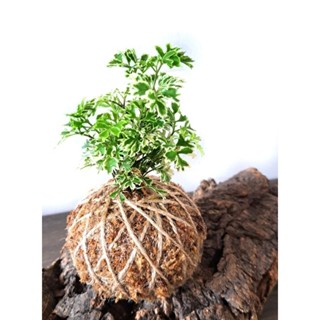 苔球(直徑約8-9cm)/花葉福祿桐🌱/造景盆栽/上板植物/療癒蕨品/家居飾品/鹿角蕨上板/🌿漂流木手工蕨品坊🌿