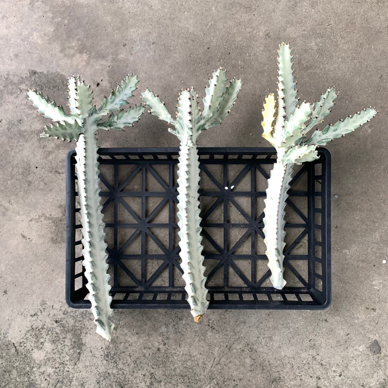 〔羊老闆園藝〕現切特價 帝錦 白化帝錦 龍骨 多肉植物 仙人掌 帝國錦