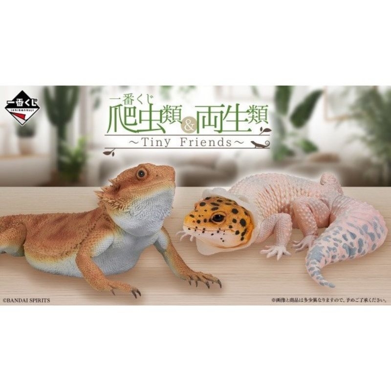 日版 一番賞 爬蟲類 與 兩棲類 迷你朋友 爬蟲類&兩棲類 抱枕 模型 吊飾 資料夾 鬆獅蜥 守宮 美洲牛蛙 六角恐龍