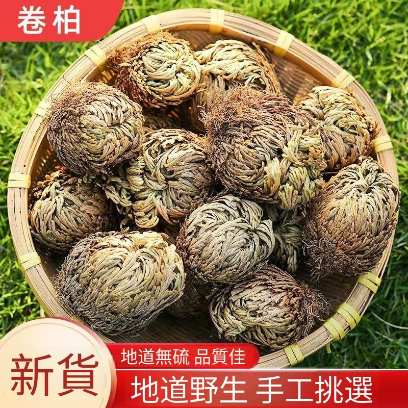 新鮮現挖復活草 九死還魂草卷柏不死草還陽草可盆栽遇水就活 好養多年生