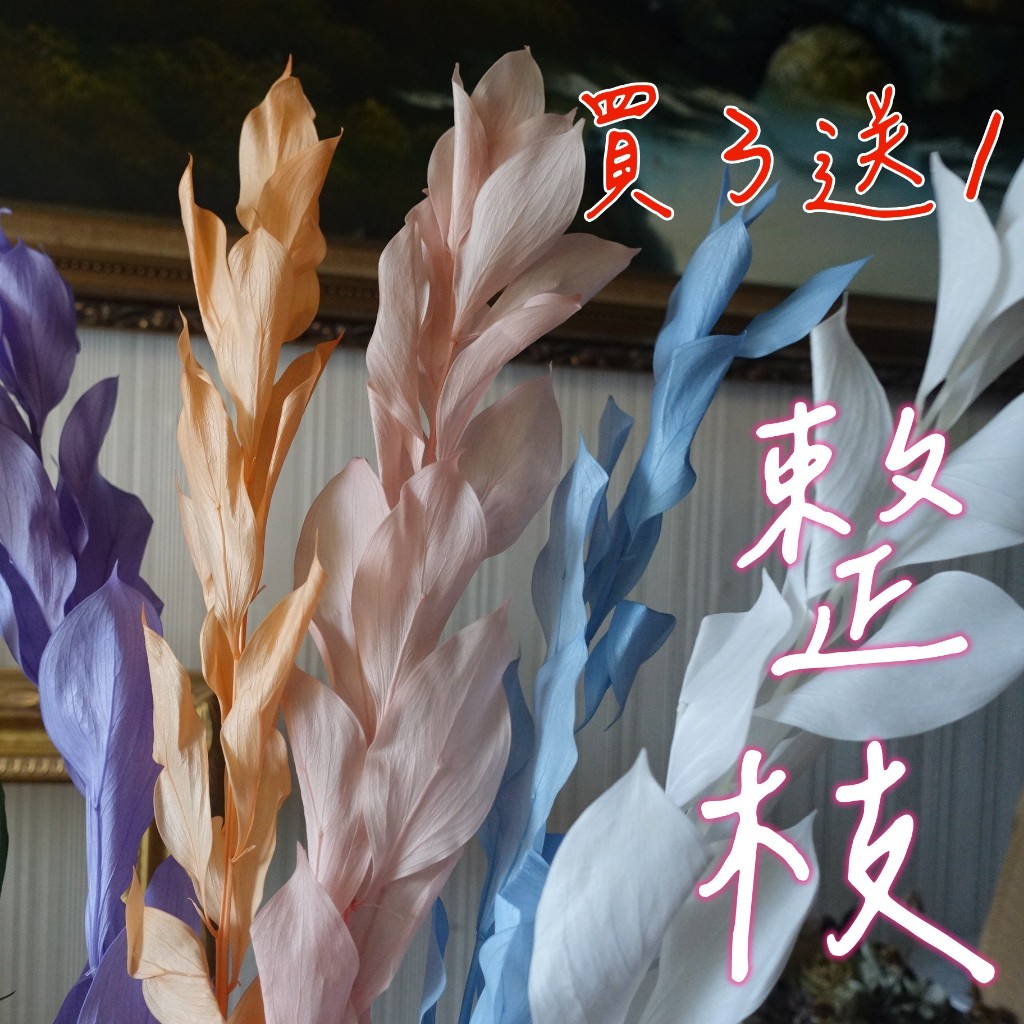 My Wonderful 1整枝$98【永生桔葉／熊貓葉／桔葉】天然乾燥花材DIY／不凋花材／玫瑰配草