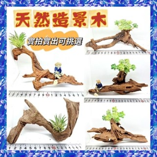 😍《搶標任選 一圖一木》天然造景木 景觀木 園藝花藝魚缸水池盆栽裝飾木 觀賞木漂流木 空氣鳳梨多肉栽培木 爬蟲樹洞棲息木