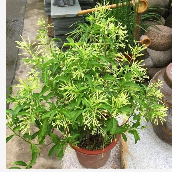 夜來香種子 夜香花夜蘭香夜丁香韆裏香䮠除蚊蟲月見草籽芳香花卉種子【酷農種業】