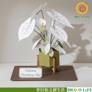 現貨正版 紙模型 紙植栽雷射材料包 彩葉芋 9028411 紙風景 手作 擺飾 紙模型紙雕 裝飾 DIY 壓克力 壓克力