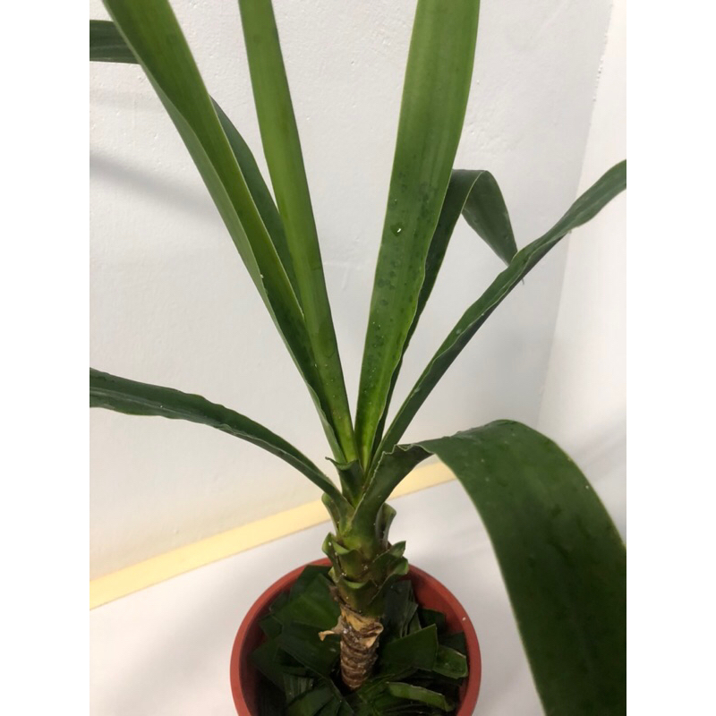歐根泥客無農藥 象腳王蘭$ 180元 荷蘭鐵 巨絲蘭 象腳絲蘭 無脊絲蘭 尤加 尤卡Yucca 室內外綠化裝飾