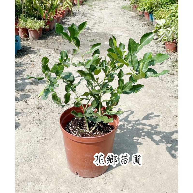 《花鄉苗圃》  馬蜂橙、泰國青檸、泰國檸檬、8寸