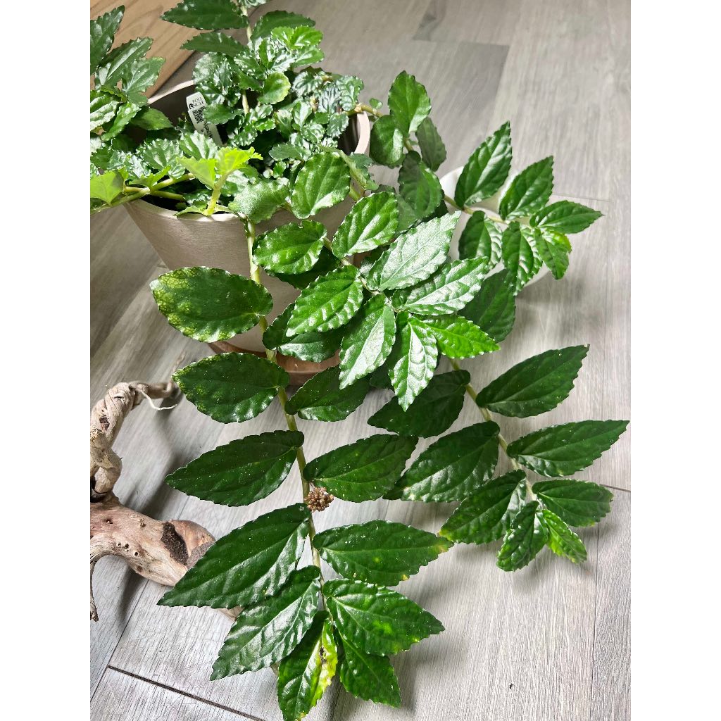 Pellionia argentea 銀反噴煙花