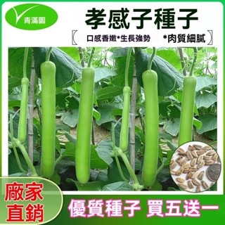 ✨原廠直銷【包裝種子】孝感瓠子瓜籽早熟長瓠瓜種春秋季蒲瓜菜葫蘆籽庭院爬藤菜種子 蔬菜瓜果種子大全