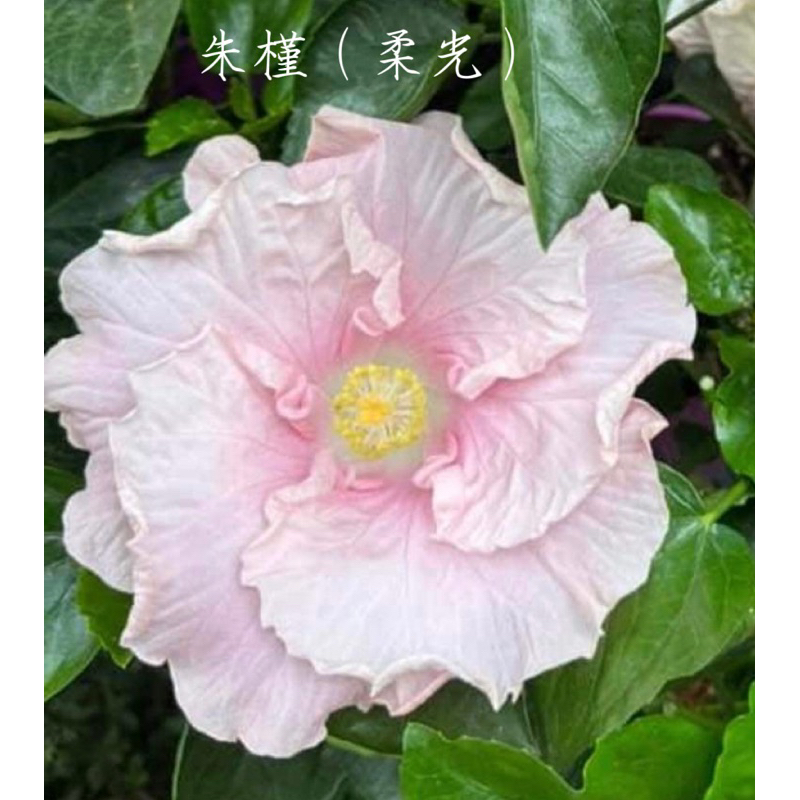 💕朱槿 柔光  現摘枝條 新鮮 3個芽點以上💕