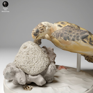 Tazo工坊[AD] 玳瑁海龜進食姿Hawksbill Sea Turtle feed 3D列印模型GBR